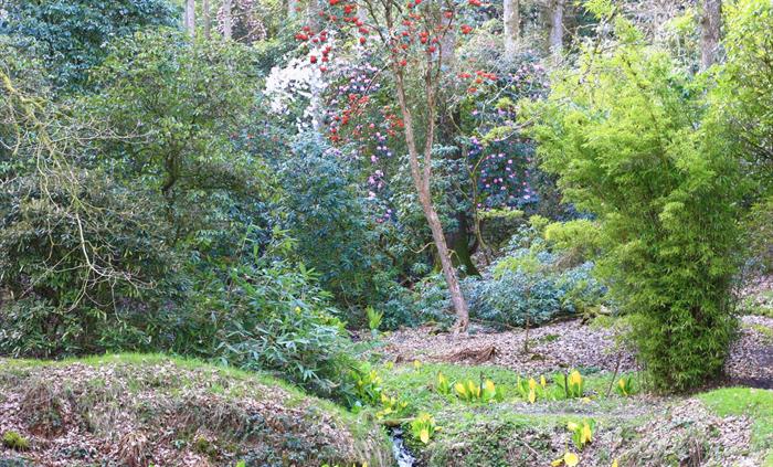 Hergest Croft Gardens - Park Wood